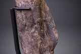 Hadrosaur (Hypacrosaurus) Femur with Metal Stand - Montana #264989-6